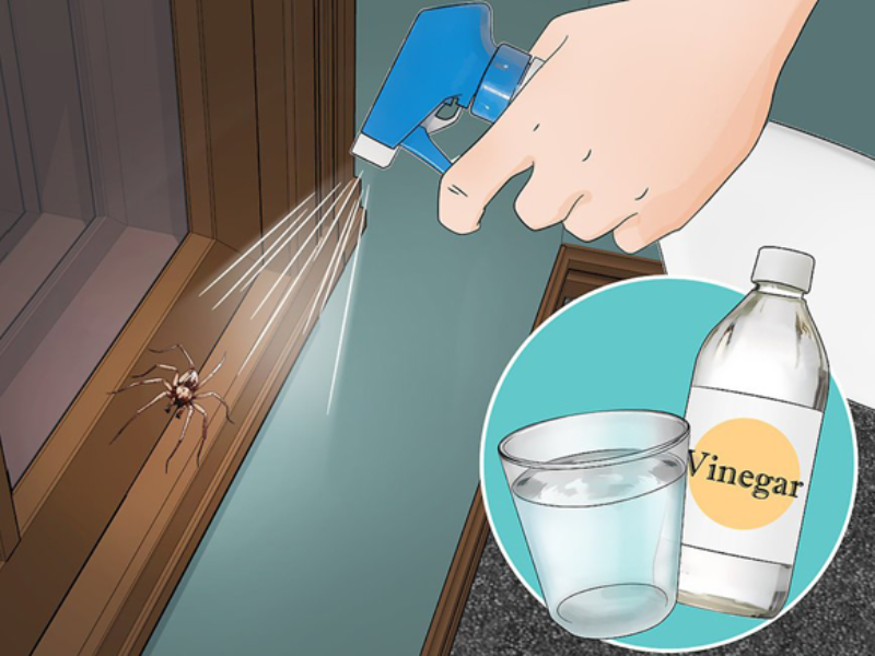 Cách Diệt Nhện Trên Trần Nhà