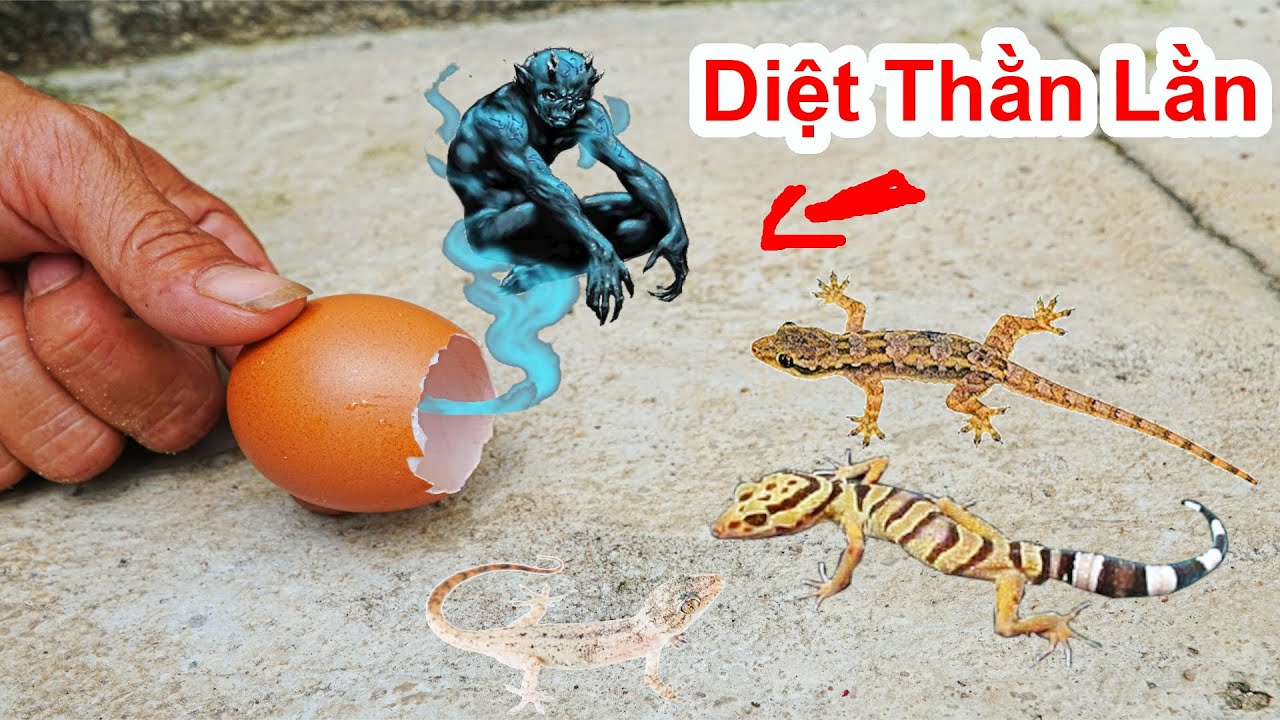 Cách Diệt Thạch Sùng Trong Nhà Hiệu Quả & An Toàn Gallery 2