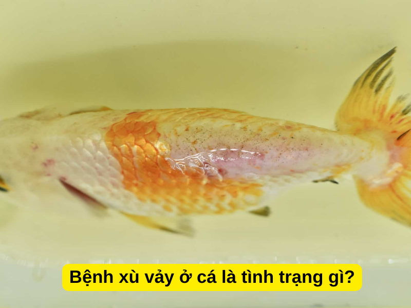 Cá Vàng Bị Xù Vảy: Nguyên Nhân và Cách Điều Trị Gallery 2
