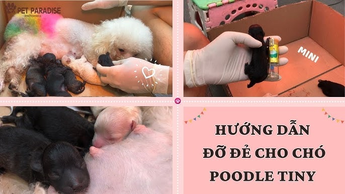 Cách đỡ đẻ cho chó Poodle