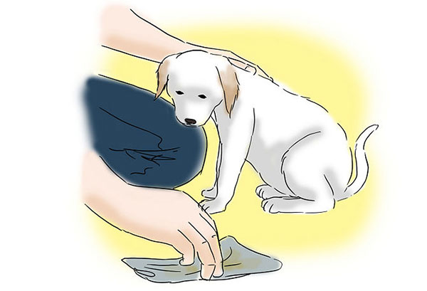 Cách Đo Dạy Chó Đi Vệ Sinh Đúng Chỗ