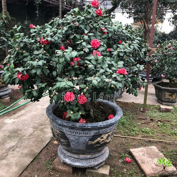 Trà Thâm Bát Diện: Công dụng, cách dùng và những điều cần biết Gallery 2