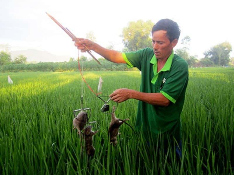 Cách đuổi chuột khỏi ruộng lúa hiệu quả nhất