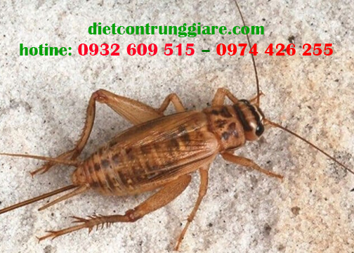 Cách Đuổi Dế Kêu Trong Nhà Hiệu Quả