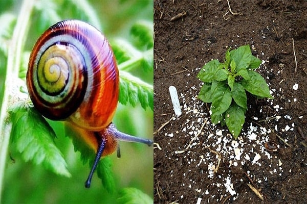 Cách Đuổi Ốc Sên Hiệu Quả