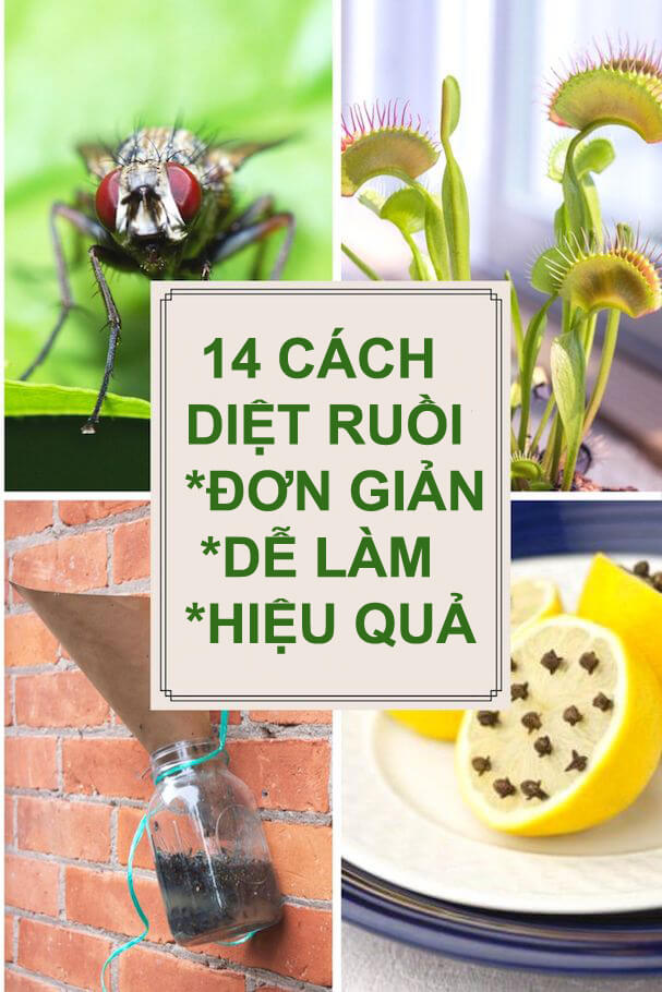 Cách đuổi ruồi nhanh nhất