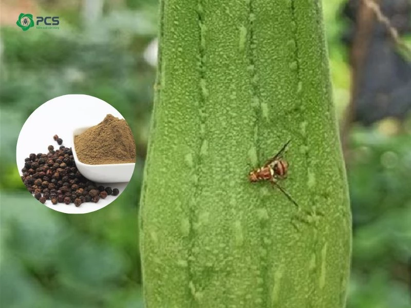 Cách đuổi ruồi vàng hiệu quả