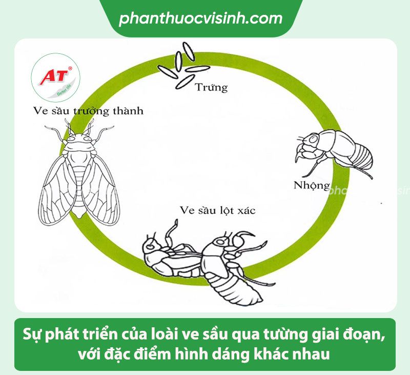 Cách Đuổi Ve Sầu Hiệu Quả