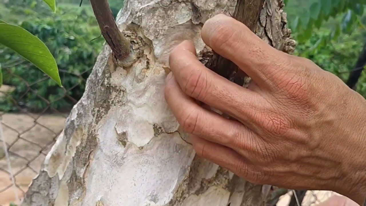 Cách Ghép Cây Bằng Lăng