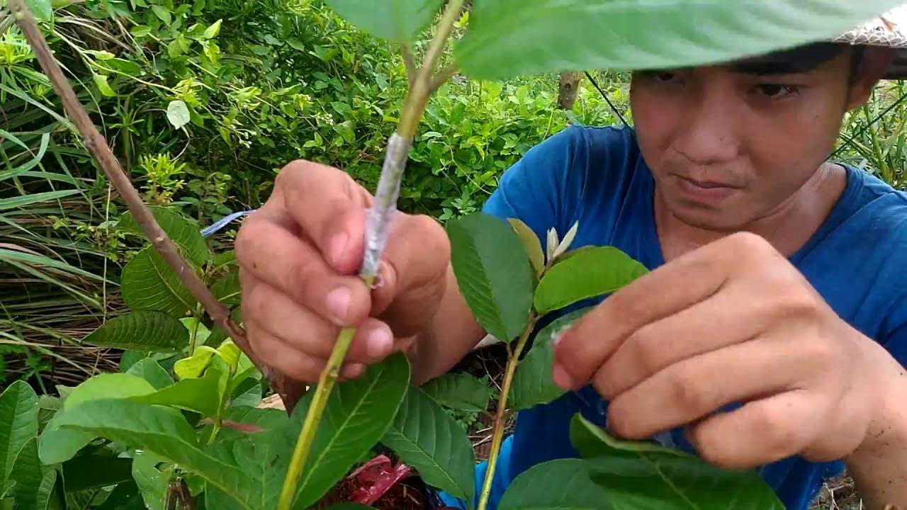 Cách Ghép Cây Ổi Hiệu Quả Nhất