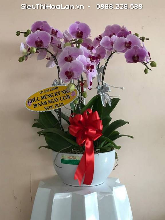 Cách Ghép Lan Vào Chậu