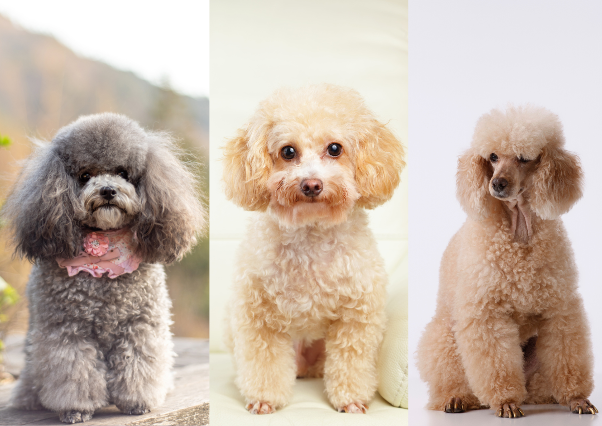 Tại Sao Chó Poodle Hú? Gallery 2