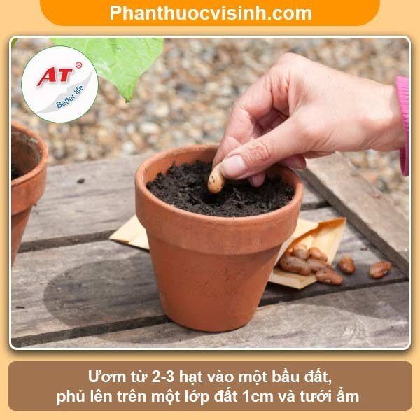 Cách Gieo Hạt Mướp Đơn Giản, Hiệu Quả