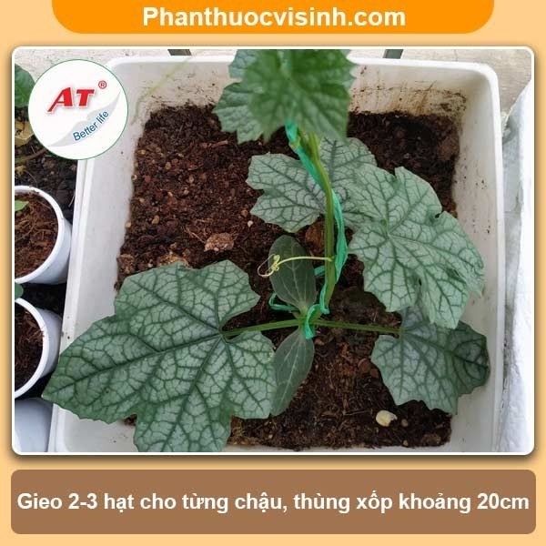 Cách Gieo Hạt Mướp Đơn Giản, Hiệu Quả Gallery 2