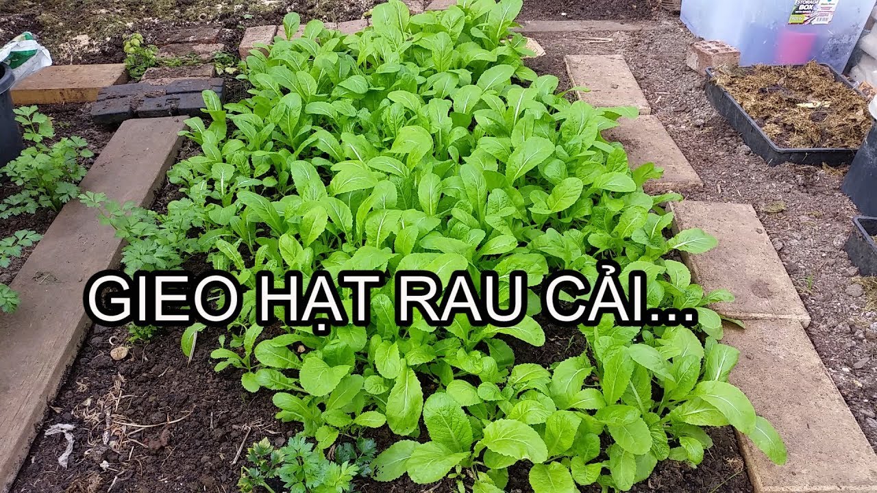 Cách Gieo Hạt Rau Cải Hiệu Quả