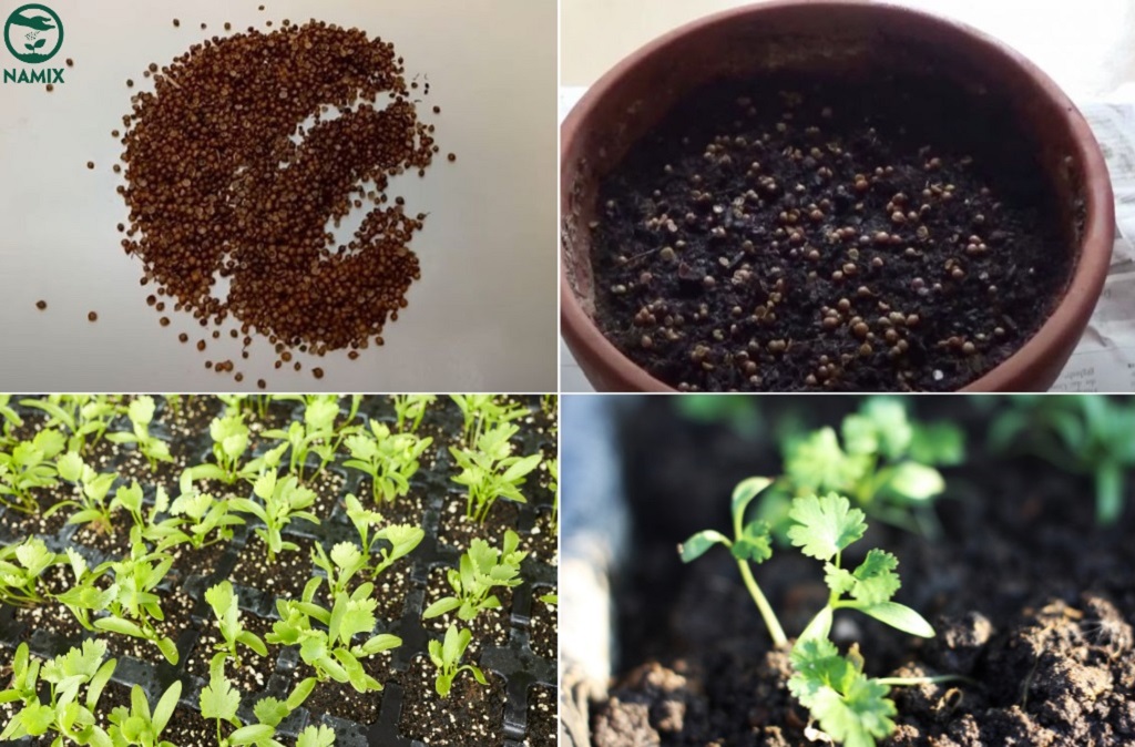 Cách Gieo Hạt Rau Mùi Nhanh Mọc