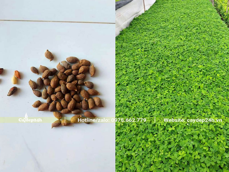 Hạt giống cỏ lạc Gallery 2