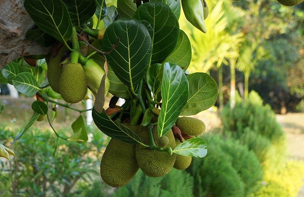 Cách Gọi Sữa Về Bằng Lá Mít