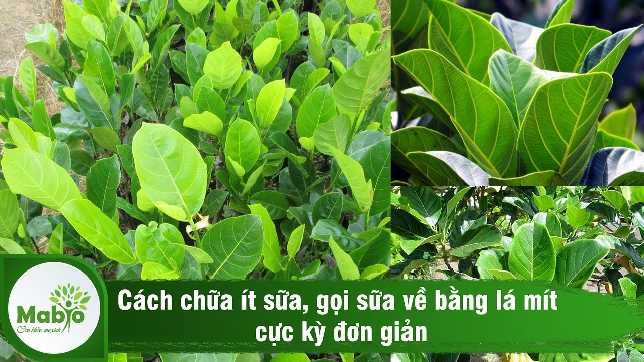 Cách Gọi Sữa Về Bằng Lá Mít Gallery 2