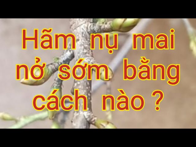 Cách Hãm Mai Nở Sớm