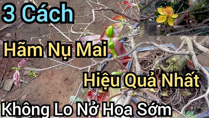 Cách Hãm Mai Nở Sớm Gallery 2