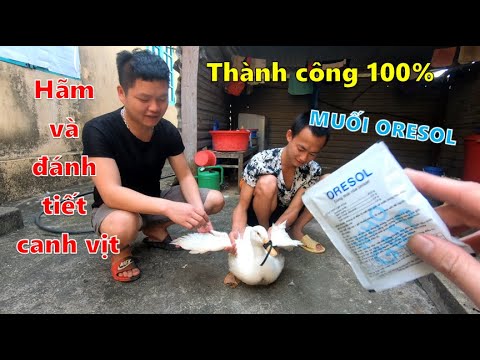 Cách Hãm Tiết Canh Ngan Bằng Ozone