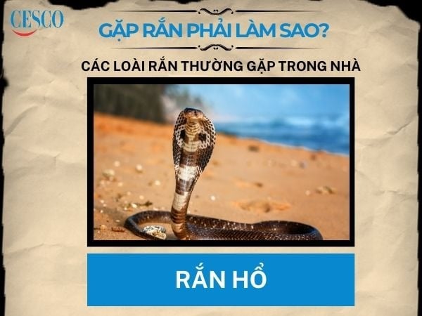 Gặp Rắn Hổ Mang Đánh Con Gì? Gallery 2