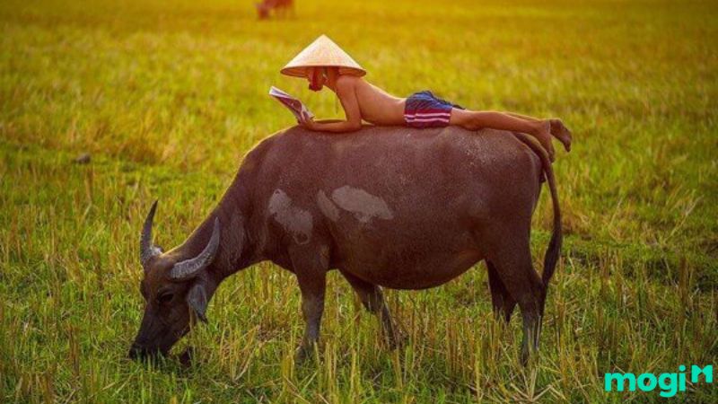 Mơ bị trâu đuổi: Điềm báo gì? Gallery 2