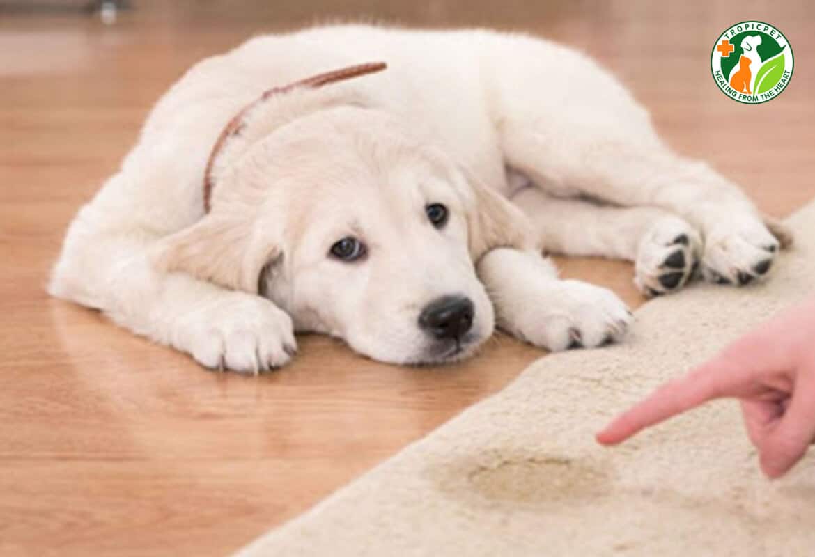 Huấn Luyện Chó Đi Vệ Sinh Trong Nhà Vệ Sinh