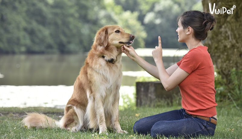 Cách Huấn Luyện Chó Nghe Lời