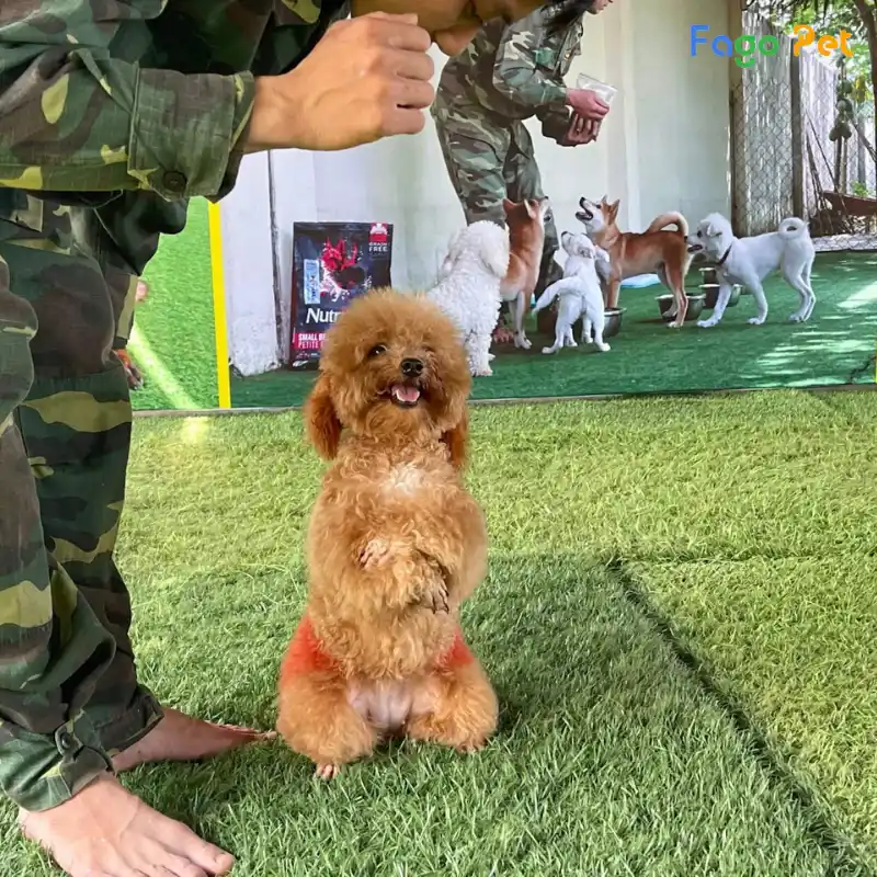 Cách Huấn Luyện Chó Poodle