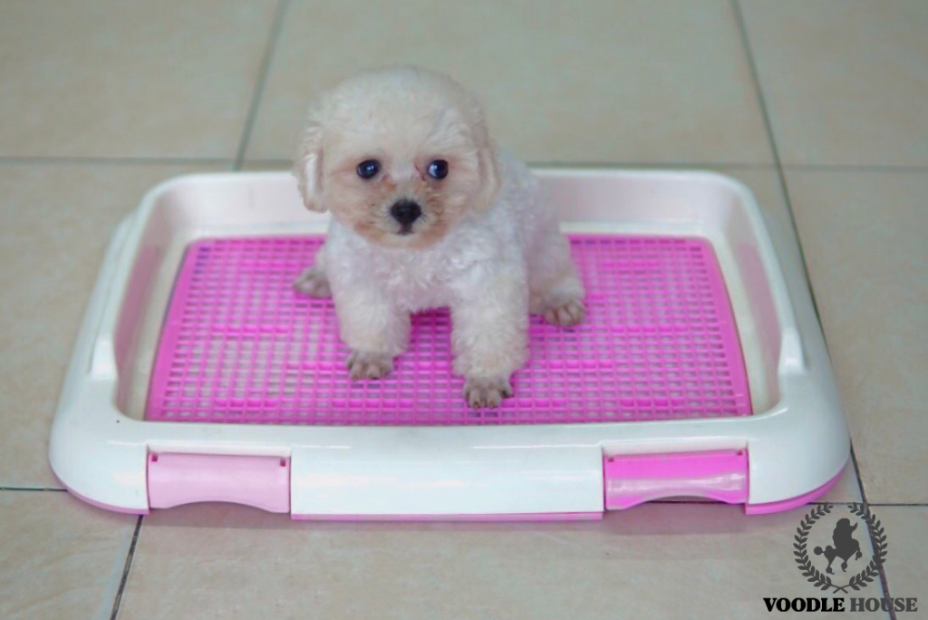 Huấn Luyện Chó Poodle Đi Vệ Sinh Đúng Chỗ