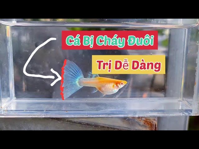 Cá Bảy Màu Bị Thối Đuôi: Nguyên Nhân và Cách Khắc Phục Gallery 2