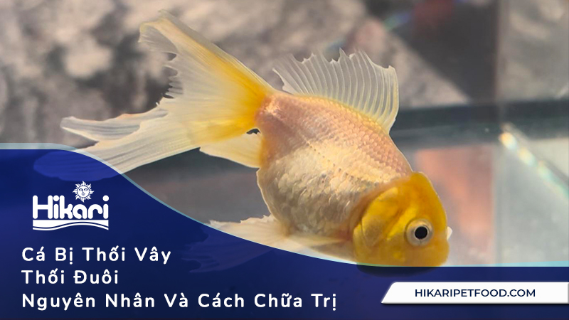 Cá bị thối đuôi Gallery 2