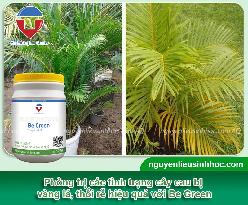 Cây Cau Lùn Bị Vàng Lá: Nguyên Nhân và Cách Khắc Phục Gallery 2