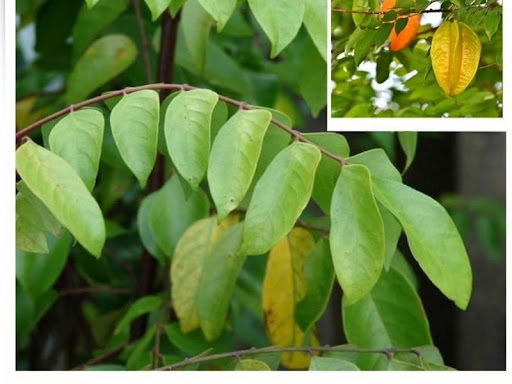Cây Khế Bị Vàng Lá: Nguyên Nhân và Cách Khắc Phục Gallery 2