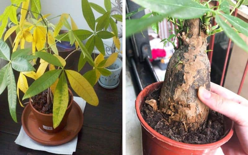 Cây Kim Ngân Bị Héo Đầu Lá: Nguyên Nhân và Cách Khắc Phục Gallery 2