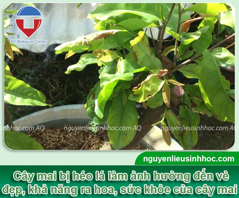 Cây Mai Bị Héo Lá: Nguyên Nhân và Cách Khắc Phục Gallery 2