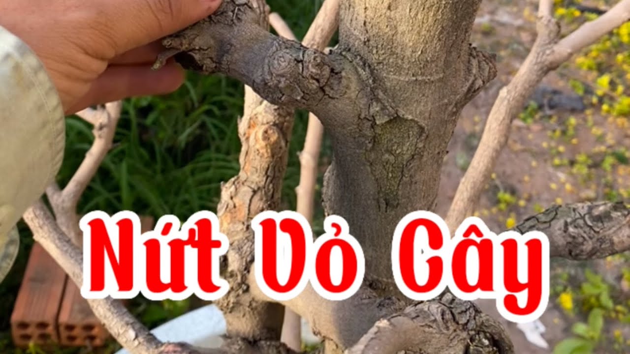 Cây Mai Bị Nứt Vỏ: Nguyên Nhân và Cách Khắc Phục Gallery 2