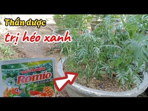 Cây Vạn Thọ Bị Héo Lá: Nguyên Nhân và Cách Khắc Phục Gallery 2