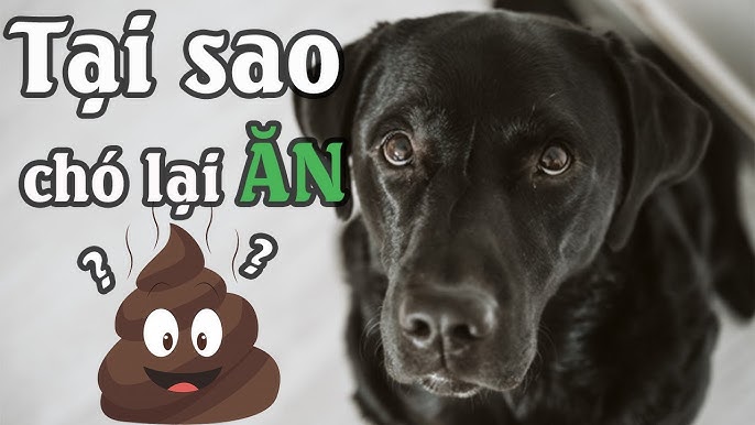 Chó ăn phân của mình: Nguyên nhân và cách khắc phục Gallery 2