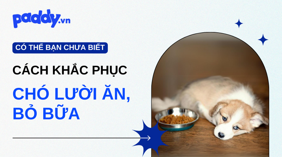 Chó bự ăn hiên nhà chủ: Nguyên nhân và cách khắc phục Gallery 2