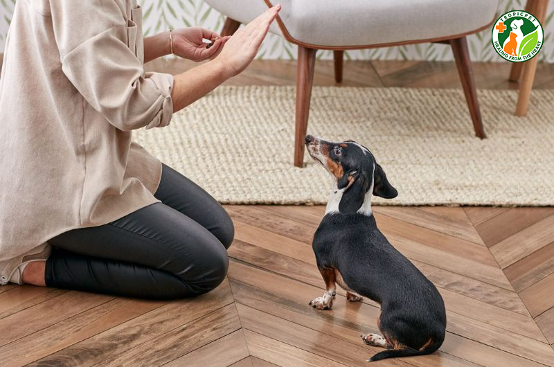 Chó Cào Nền Nhà: Nguyên Nhân và Cách Khắc Phục Gallery 2
