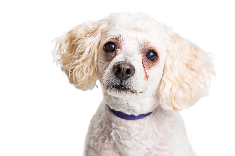 Chó Poodle Chảy Nước Mắt: Nguyên Nhân và Cách Khắc Phục Gallery 2