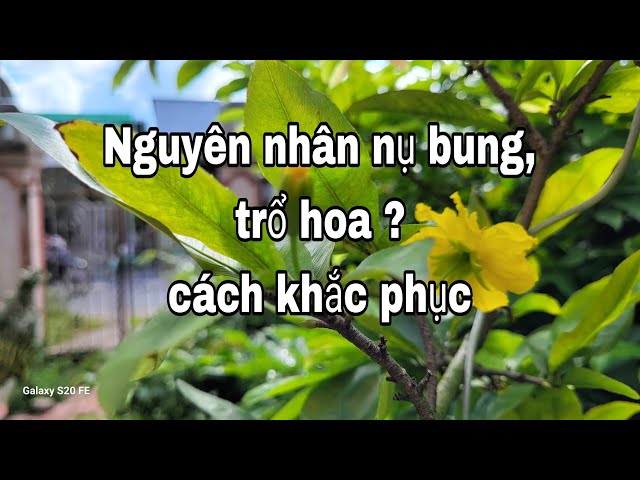 Trỗ là gì? Định nghĩa, nguyên nhân và cách khắc phục Gallery 2