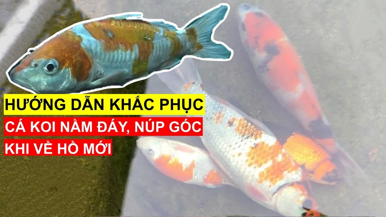 Cá Koi Nằm Đáy: Nguyên Nhân và Cách Khắc Phục Gallery 2