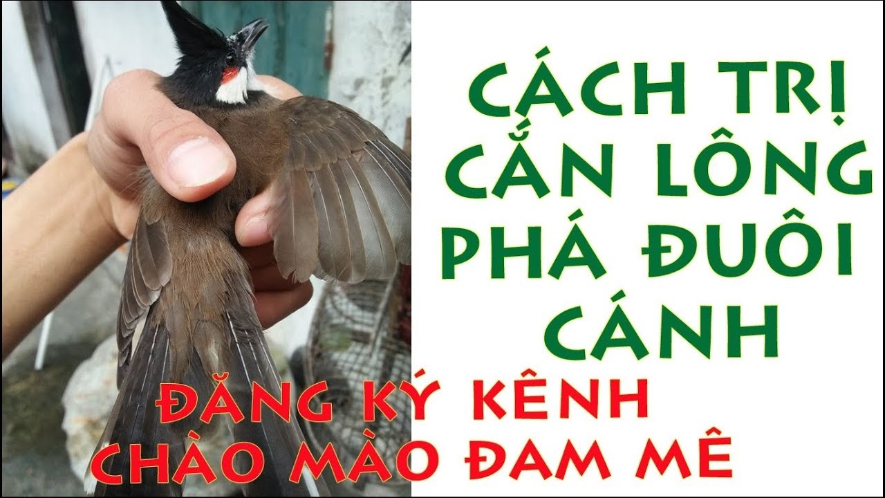 Lông Đuôi Chào Mào Trống: Nguyên Nhân và Cách Khắc Phục Gallery 2