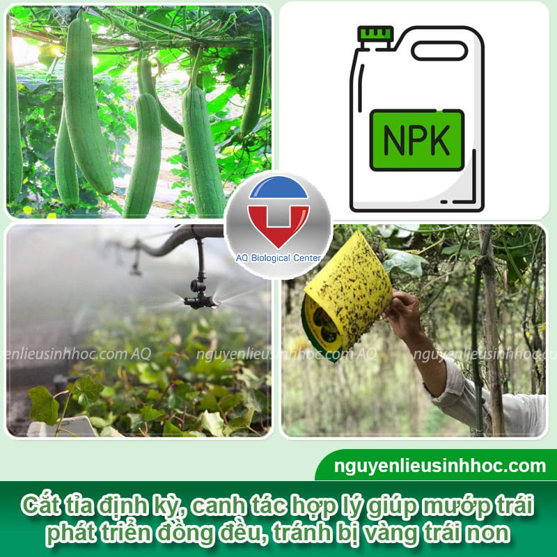 Mướp hương bị vàng trái non: Nguyên nhân và cách khắc phục Gallery 2