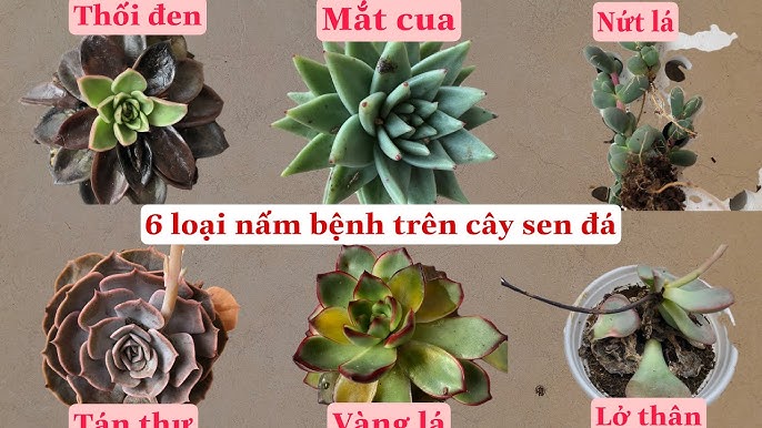 Sen Đá Bị Đốm Đen: Nguyên Nhân và Cách Khắc Phục Gallery 2