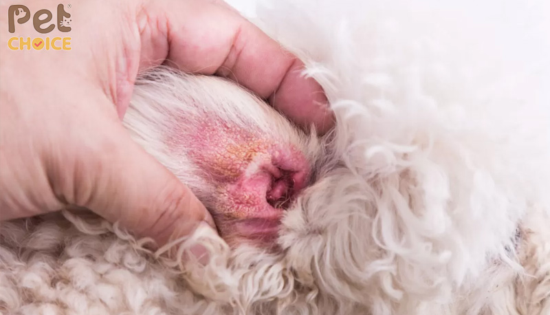 Tai Chó Poodle Bị Hôi: Nguyên Nhân và Cách Khắc Phục Gallery 2